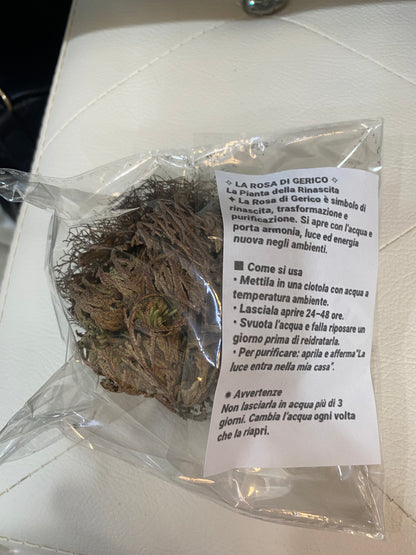 Rosa di Gerico – La Pianta della Rinascita
