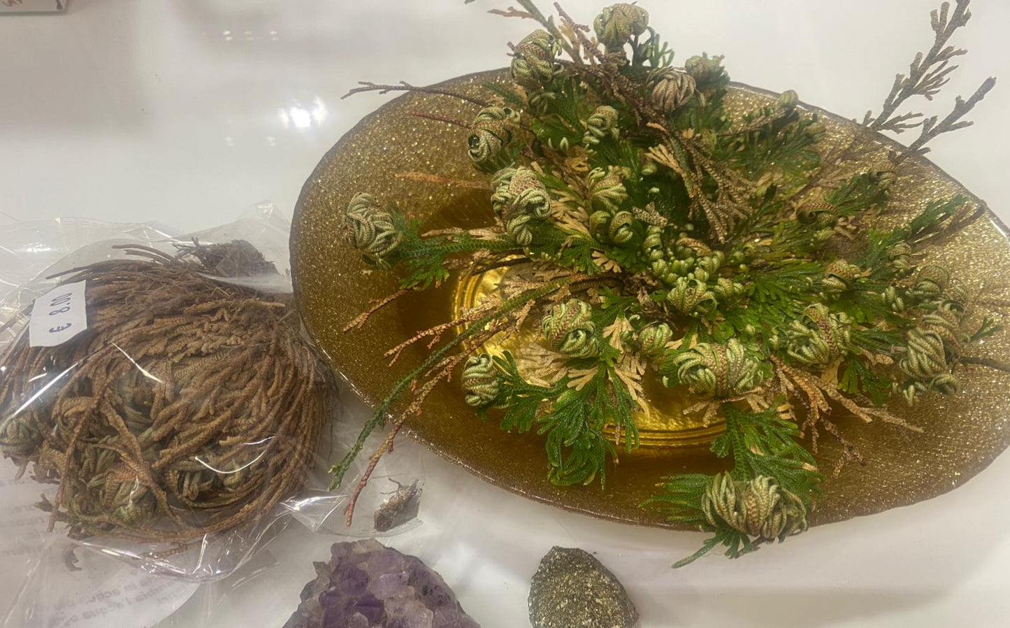 Rosa di Gerico – La Pianta della Rinascita