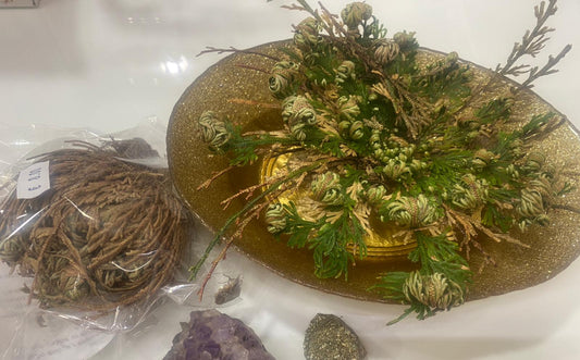 Rosa di Gerico – La Pianta della Rinascita